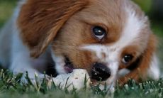 2022年招财又吉利的狗狗名字