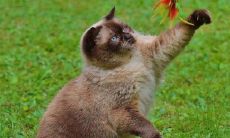 猫名怎么取比较旺主人 发财的猫咪名字