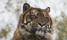 属老虎的女孩取优雅名字 文雅有涵养