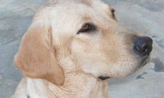 2022年代表好运的狗狗名字 吉利招财的狗名