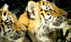 萌萌哒小老虎名字 虎宝的吉祥名