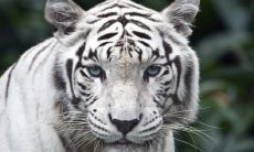 属虎双鱼座2022年运势详解 财运势分析