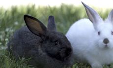 2022年63年生肖兔运势解析 财运运势不强劲