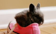 虎年生肖鼠2022年运势及运程 缺乏吉星拱照