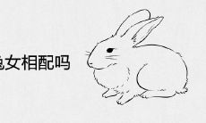 99兔男99兔女相配吗