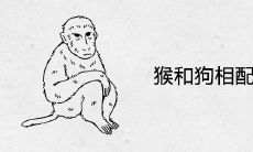 猴和狗相配吗婚姻