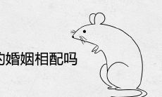 属鼠和属马的婚姻相配吗