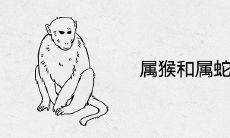 属猴和属蛇相配吗