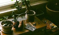 适合男生名字的植物名 古风清雅的男名