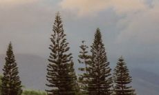 松字的女孩名字寓意 带松字的好名