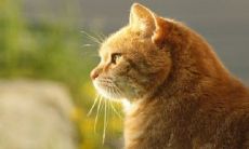 招财不俗气的猫咪名字