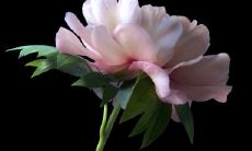 秦从荣姓名评分103分