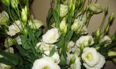 郑俊君姓名评分92分