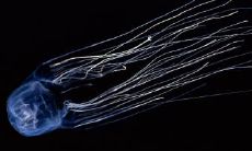 许碧川姓名评分81分