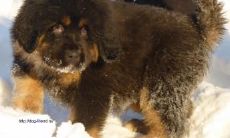 单羿姓名评分89分