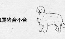 属狗和属猪合不合