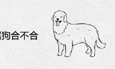 属狗和属狗合不合