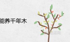 什么属相不能养千年木