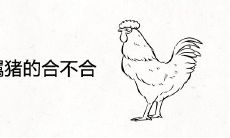 属鸡的和属猪的合不合