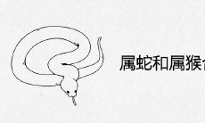 属蛇和属猴合不合