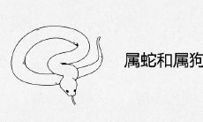 属蛇和属狗合不合