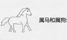 属马和属狗合不合