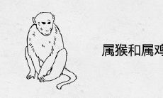 属猴和属鸡合不合
