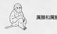 属猴和属猴合不合