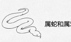 属蛇和属鸡合不合