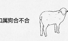 属羊和属狗合不合