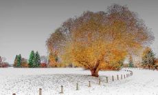 彭正柱姓名评分72分