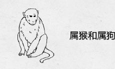 属猴和属狗合不合