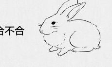 属兔和属蛇合不合