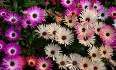 强英姓名评分90分