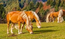 1978属马2022最危险的几个月 今年财运如何