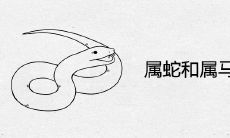 属蛇和属马合不合