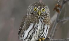 任豫明姓名评分80分