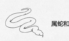 属蛇和属蛇合不合