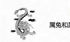 属兔和属龙合不合