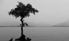 任天辰姓名评分80分