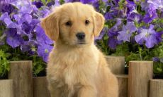 许袁昌姓名评分90分