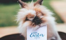 75年属兔47岁有一灾2022 如何化解劫难