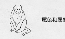 属兔和属猴合不合