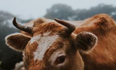 73年属牛49岁有一灾婚姻 有可能离婚吗