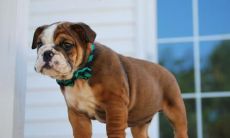 毛吉惠姓名评分76分