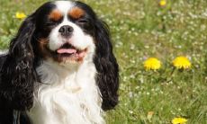 狗生肖2022年运势如何 属狗的今年运气怎么样