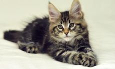 湛滔姓名评分83分