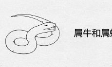 属牛和属蛇合不合