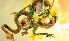 属龙养什么宠物最好