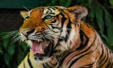 2022年虎年最吉利的四大属相 有横财的生肖